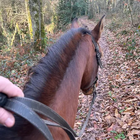 Equestre De Calvares *